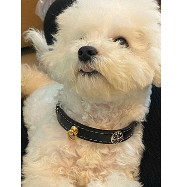 ブランド Chrome Hearts 犬用 首輪 リード セット 個性十字架